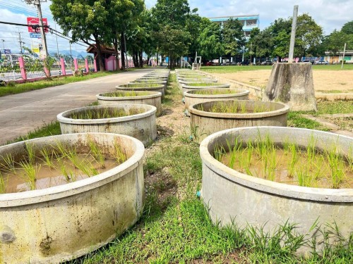 ผักปลอดสาร