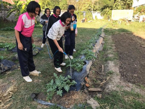 ผักปลอดสาร