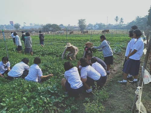 ผักปลอดสาร