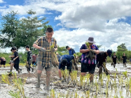 โครงการการทำนาข้าวอินทรีย์