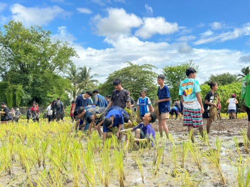 โครงการการทำนาข้าวอินทรีย์