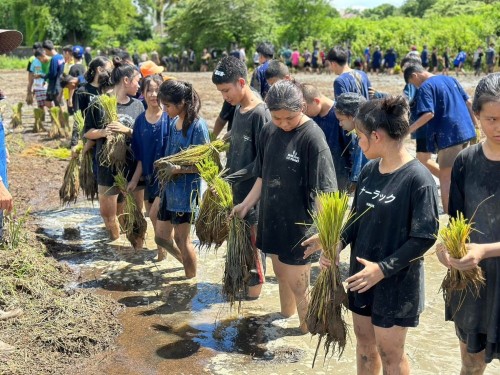 โครงการการทำนาข้าวอินทรีย์