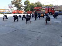 ดับเพลิงแม่สอด ฝึกทบทวนแผนดับเพลิงที่ 2,5 ประจำสัปดาห์