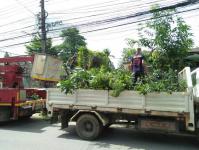 ดับเพลิงเเม่สอด ร่วมกองช่าง ตัดต้นไม้ชุมชนบ่้านทุ่ง