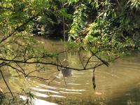 นักวิชาการสุขาภิบาล ลงพื้นที่เก็บตัวอย่างน้ำเพื่อวิเคราะห์คุณภาพภาพทิ้งน้ำเสียชุมชน กรณีเรื่องร้องเรียนปัญหาน้ำเสียจากลำห้วยแม่สอด