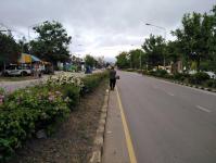 งานสวนสาธารณะ ฝ่ายการโยธา ได้ทำการตัดหญ้าและตัดแต่งกิ่งไม้ดอกเกาะกลางถนน