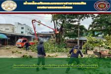 ดับเพลิงนครแม่สอด ออกดำเนินการตัดต้นไม้ภายในวัดชุมพลคีรี