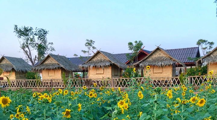 ดอกทานตะวันบาน ณ. บ้านไร่ดอยเคียงดาว สถานที่ท่องเที่ยว /โฮมสเตย์ บรรยากาศดี เงียบสงบ มีสะพานไม้ไผ่เก๋ๆ ให้เดินชมธรรมชาติ รับลมเย็นๆ เหมือนได้มาชาร์จแบตให้ตัวเอง พิกัด บ้านน้ำดิบ แม่กาษา ทางเข้าน้ำพุร้อนโป่งคำราม ☎️ 062-9978926