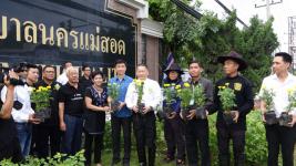 เทศบาลนครแม่สอด ดำเนินโครงการปลุกดอกดาวเรือง ถวายเป็นพระราชกุศล
