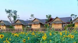 ดอกทานตะวันบาน ณ. บ้านไร่ดอยเคียงดาว สถานที่ท่องเที่ยว /โฮมสเตย์ บรรยากาศดี เงียบสงบ มีสะพานไม้ไผ่เก๋ๆ ให้เดินชมธรรมชาติ รับลมเย็นๆ เหมือนได้มาชาร์จแบตให้ตัวเอง พิกัด บ้านน้ำดิบ แม่กาษา ทางเข้าน้ำพุร้อนโป่งคำราม ☎️ 062-9978926