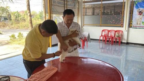 เทศบาลนครแม่สอด ลงพื้นที่ฉีดวัคซีนป้องกันโรคพิษสุนัขบ้า