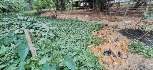 เทศบาลนครแม่สอด ลงพื้นที่สำรวจและวางแผนแก้ไข้ปัญหาลำห้วย ชุมชนสองแคว 1