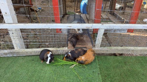 ทน.แม่สอด ร่วมพิธีเปิดป้ายเรือนจำชั่วคราวห้วยหินฝน สังกัดเรือนจำอำเภอแม่สอด กรมราชทัณฑ์ 